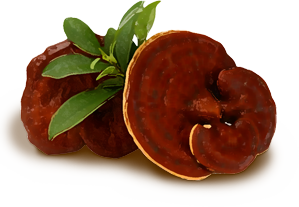 Red Reishi mushroom — Ganoderma lucidum